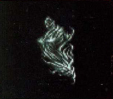 Phantom